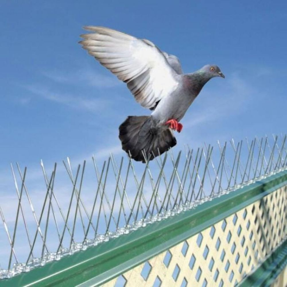 Bird Spike Installation